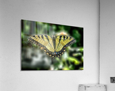 butterfly 3 Acrylic Print