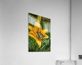 butterfly 5 Acrylic Print