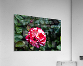 Rose Garden Portland 7  Acrylic Print
