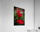 Rose Garden Portland 6  Acrylic Print