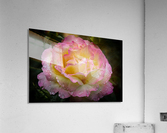 Rose Garden Portland 4  Acrylic Print