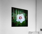 Rose Garden Portland 2  Acrylic Print