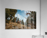 Hilltop Bristlecones Cropped Acrylic Print