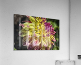 dahlia 2 Acrylic Print