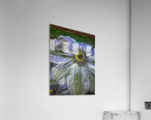 Clematis Acrylic Print