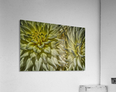 dahlia 5 Acrylic Print