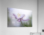 Nemorosa Acrylic Print