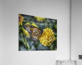 butterfly 6 Acrylic Print