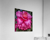 flower 16 Acrylic Print