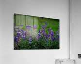 20190418 DSC 0027 Acrylic Print