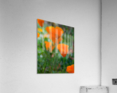 20190331 DSC 0046 Acrylic Print