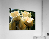 20190427 DSC 0024 Acrylic Print