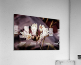 20200425 DSC 0191 2 Acrylic Print