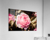 20200425 DSC 0244 Acrylic Print