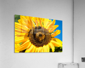 DSC 0149 1 2 Acrylic Print