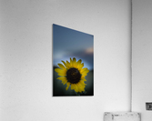 Imperfect Acrylic Print