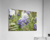 Bluebonnet Acrylic Print