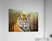 Bengal Tiger Acrylic Print