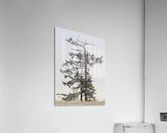 Dead or Alive Acrylic Print