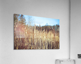 Reeds Acrylic Print