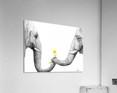 Up Close You Are More Wrinkly Than I Remember  Acrylic Print