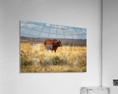 Red Bull Acrylic Print