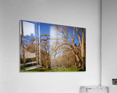 Wicked Branches 2 Acrylic Print