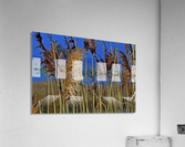 Marsh Grasses at Northside Park Acrylic Print