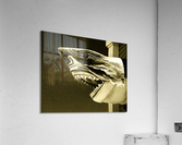 Golden Shark in Ocean City Acrylic Print