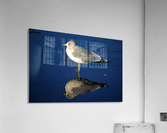 Seagull Wading Reflection at the Beach Acrylic Print
