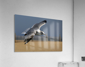 Seagull Cleared for  Landing at the Beach Acrylic Print