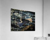 Seagull Wing Detail at the Ocean City Inlet Acrylic Print