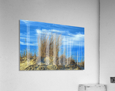 Dune Grass above an Atlantic Ocean Beach Acrylic Print