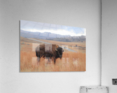 Bison Acrylic Print