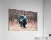 Longhorn Acrylic Print