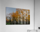 Trees of Green and Gold Acrylic Print