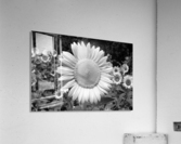 Roxanna Sunflower Helianthus in Black and White Acrylic Print