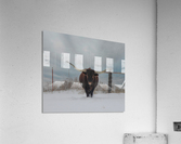 Little D Acrylic Print