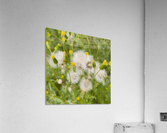 DREAMY WEEDS - ByZo Art Photography Acrylic Print