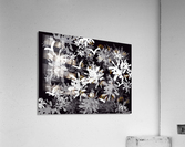 Black & White World Acrylic Print