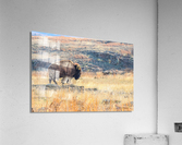 Bison-The Journey aka The Old Man Impression acrylique