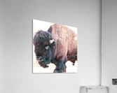 A TaTanka aka The Old Man Impression acrylique