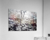 Roots Acrylic Print