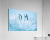 Blue Lily Acrylic Print
