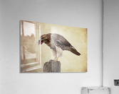Meal Time for a Hawk Acrylic Print