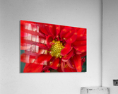 Red and Yellow Acrylic Print