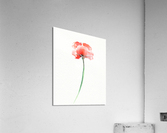 Graceful Beauty Botanical Watercolor Red Poppy Flower I Acrylic Print
