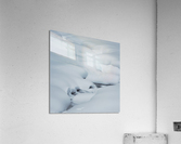 Snow study Acrylic Print