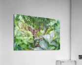 Chital Acrylic Print