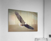 King of the Skies Acrylic Print